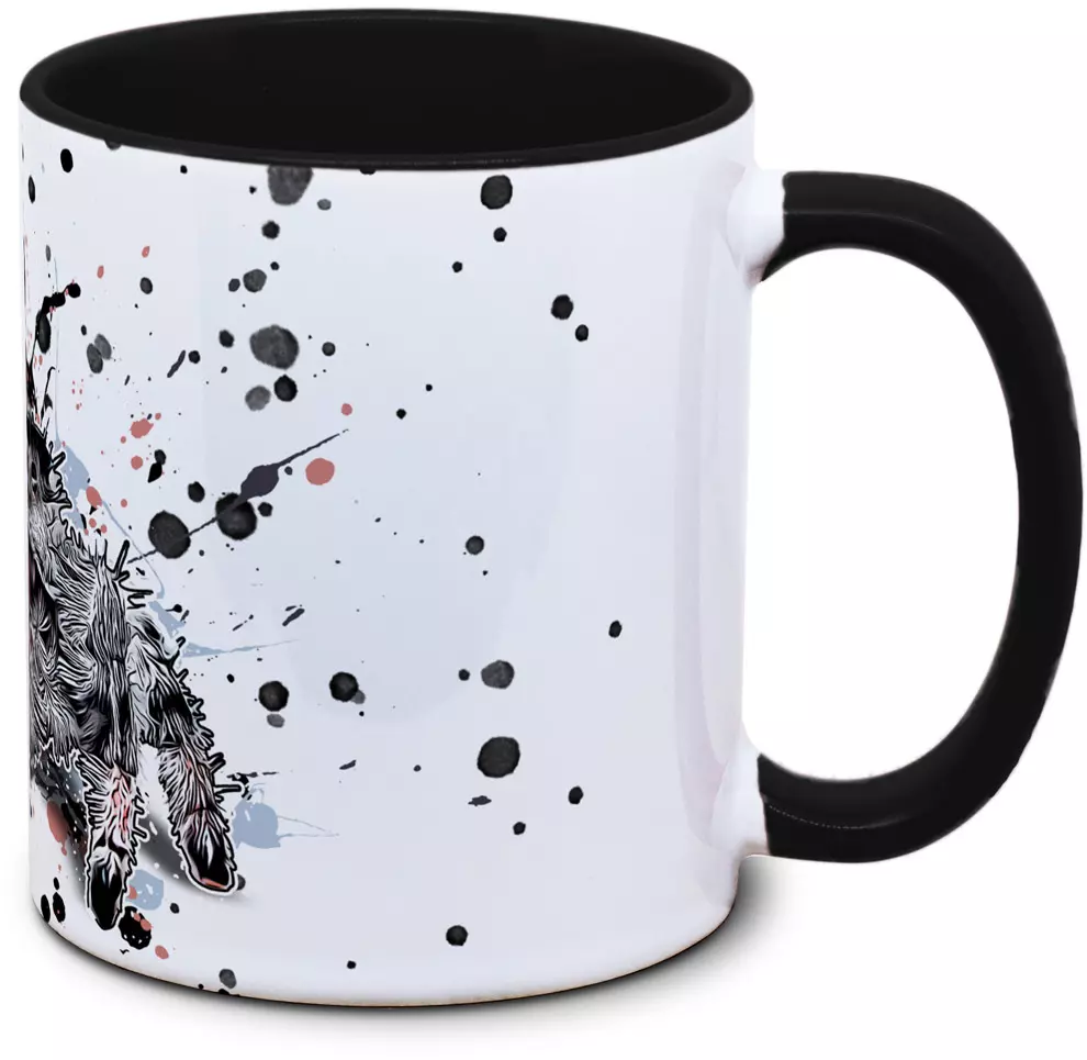 Phidippus regius - Tassenkasper