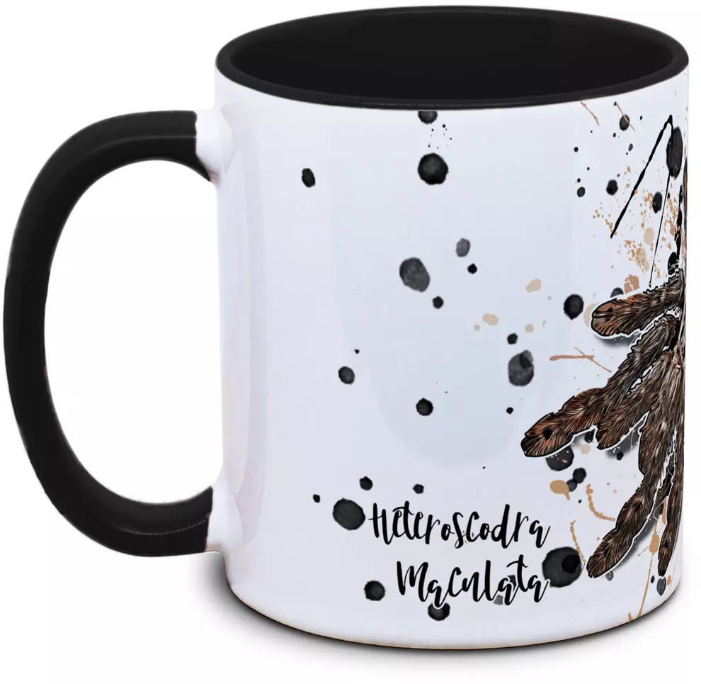 Heteroscodra maculata - Tassenkasper