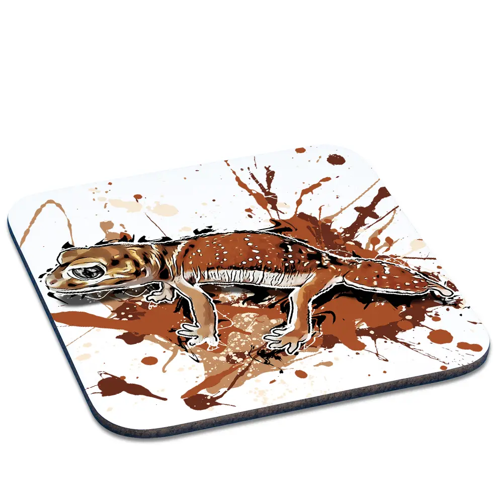 Coaster Nephrurus levis levis - Tassenkasper