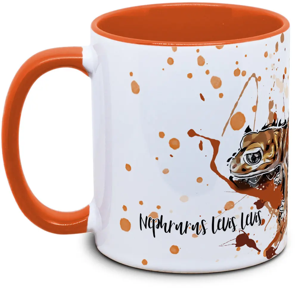 Nephrurus levis levis - Tassenkasper