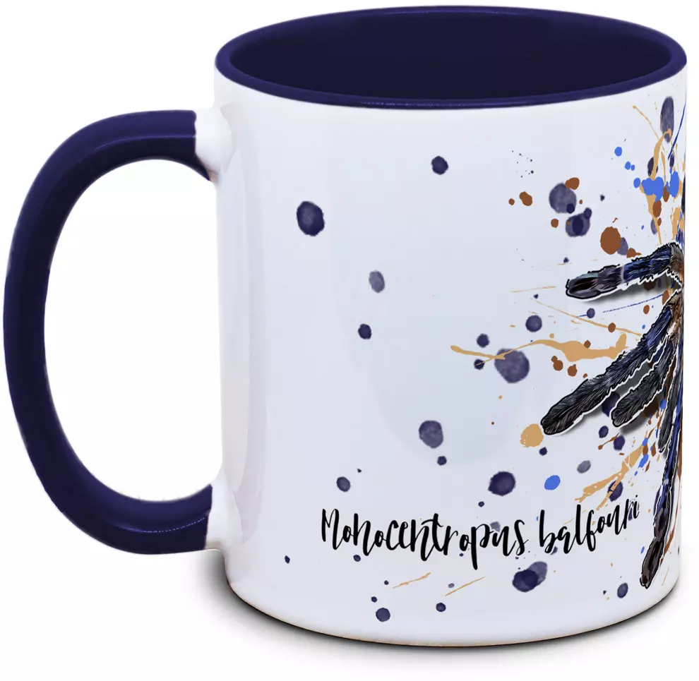 Monocentropus balfouri - Tassenkasper