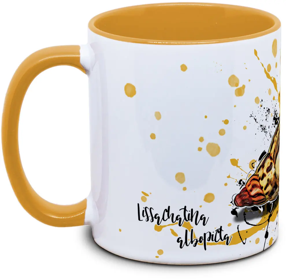 Lissachatina albopicta - Tassenkasper