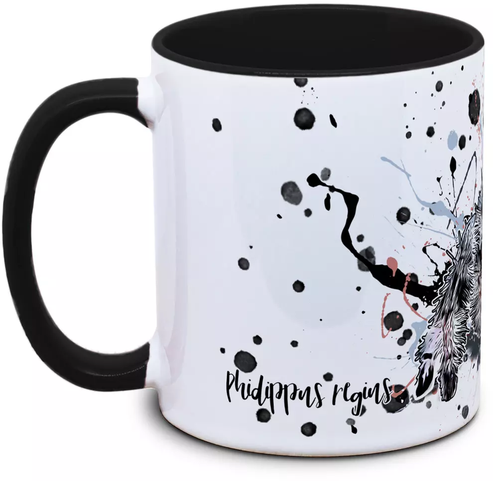 Phidippus regius - Tassenkasper